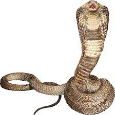 king cobra wallpapers