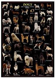 dog breeds pictures