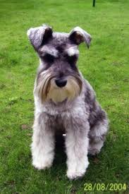 http://images.google.com/imgres?imgurl=http://images.champdogs.co.uk/images/miniature-schnauzer.jpg&imgrefurl=http://cuttiecutecute88.blogspot.com/&usg=__6x_qf7kGR5_p-rZSl_x_VLqkzCM=&h=450&w=300&sz=29&hl=en&start=3&um=1&tbnid=IuFf_0l0Ub1k1M:&tbnh=127&tbnw=85&prev=/images?q=miniature+schnauzers&hl=en&rlz=1T4DKUS_enUS301US301&sa=N&um=1