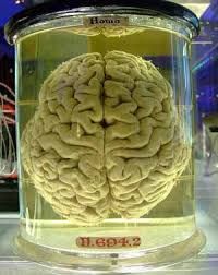 cerveau_humain.jpg