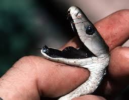 black mamba snake pictures