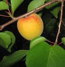 pictures apricot trees
