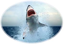 Great White Shark