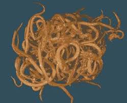 ascareisworm1.JPG
