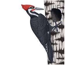 pileated woodpecker photo