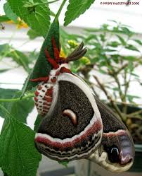 giant silkworm moth