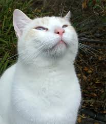 white cat picture