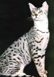 egyptian mau