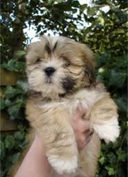lhasa apso puppy