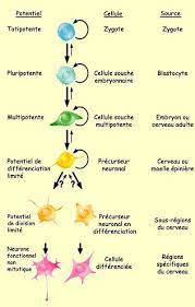 les cellules