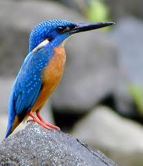 kingfisher