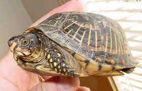 external image random_natural_acts.jpg