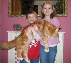 large cat breeds