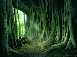 pictures ficus trees