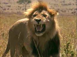 lions tigers