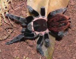 mexican red rump tarantula