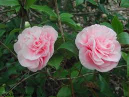 http://t3.gstatic.com/images?q=tbn:JjKnCaQBYbFFiM:http://2beeherenowcom.files.wordpress.com/2007/12/camelias.jpg