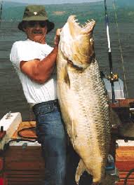 GOLIATH TIGERFISH