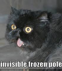funny cats and dogs