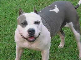pittbul