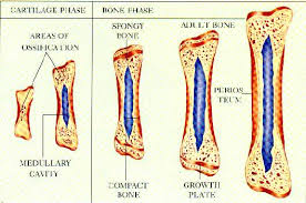bone formation