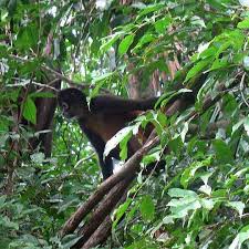 spider monkey