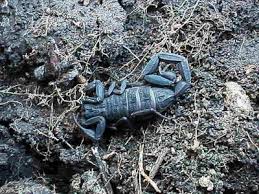 blue scorpions