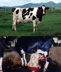 Sapi Perah Sapi Perah