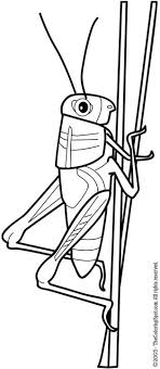 grasshopper coloring pictures