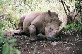 rhino picture