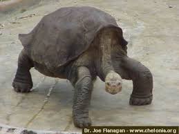 Pinta Island Tortoise