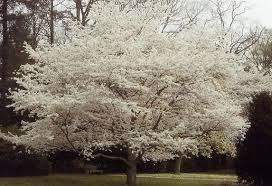 japanese flowering cherry
