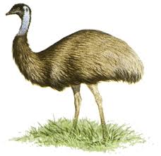 large flightless birds