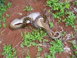 largest snake in the world