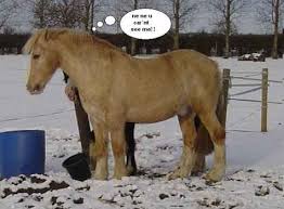 funny horse pictures