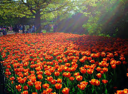 tulips