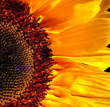 large sunflower pictures