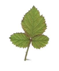 pictures of leaves