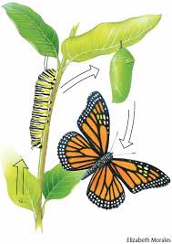 monarch butterfly metamorphosis