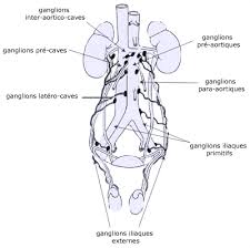 ganglions