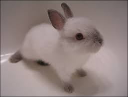 Bunny Andre?