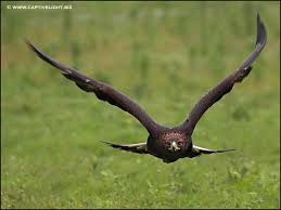 golden eagle pictures