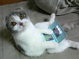 funny cats and dogs