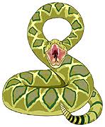 Pit vipers are readily