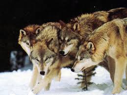 wolf pack