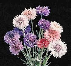 cornflower