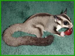 sugar gliders