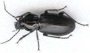 ground beetles images