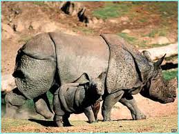 rhino picture