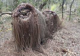 strange trees